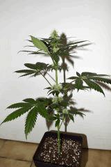 Dawg's Waltz x Pineapple Express #3 F+10
