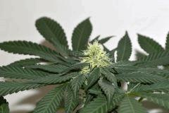 Dawg's Waltz x Pineapple Express #2 F+10