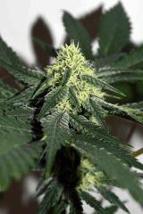 dawg waltz x pineapple express #4 F+20