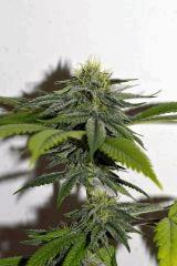Girl Scout Cookie F+35
