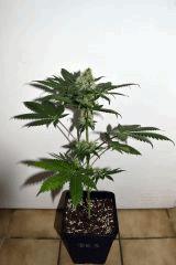 dawg waltz x pineapple express #3 F+20