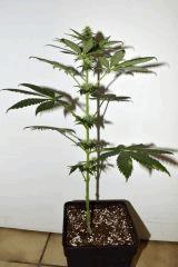 Dawg's Waltz x Pineapple Express #1 F+10