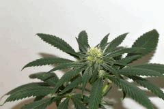 Grape Puff Friend x Grapestomper OG #6  F+10