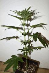 Triangle Kush x White OG v2 F+10