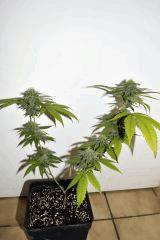 Girl Scout Cookie F+35