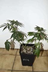 Ghost OG x White OG v2 #4 F+10
