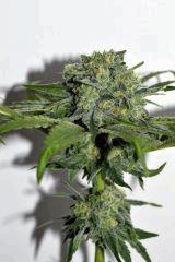 Grape Puff x Grapestomper OG #6 F+35