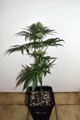 amnesia hypro x triangle white og #1 F+20