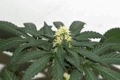 Goji trip x Pineapple Express #4 F+10