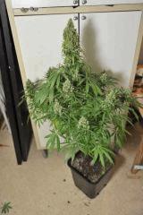 DSC1477 cbh4