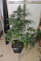 DSC1501 Cbh 8