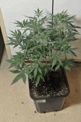 DSC1473 Cbh 10