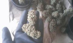 sacbd W