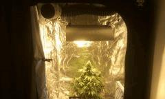Ny h bloom + 46j