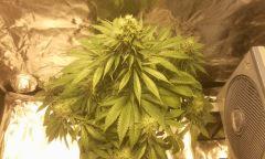 Ny h bloom + 46j