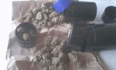 sacbd W
