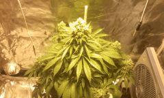 Ny h bloom + 55j