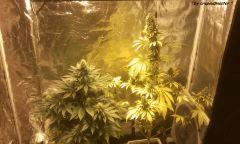 ny h /Qb home 1