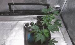 grow ny h