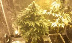 Ny h bloom + 32j