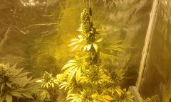 quantum berry 1 cross home