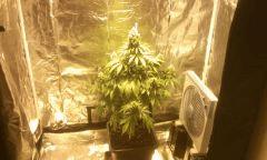 Ny h bloom + 55j