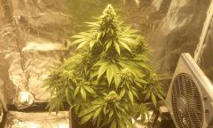 Ny h bloom + 46j