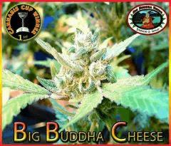 big buddha cheese