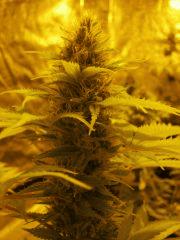 Bud kali Dog 27 05