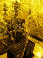 3x boutures 27 05