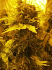 Bud tropimango 27 05