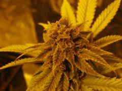 Bud boutures 27 05
