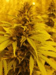 Bud gokunk 27 05