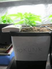 gokunk (1)