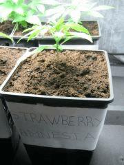 strawberry (1)