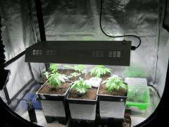 IMG 6555 Box Cro 09 03