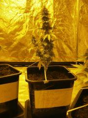 strawbery amnesia flo65