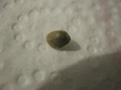 IMG 5483 15 02 germination