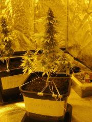 gokunk flo65