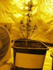 exodus cheese flo65