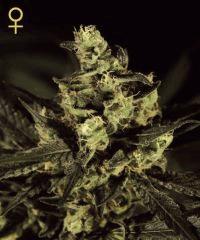 exodus cheese 2248 1
