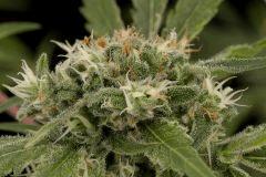 strawberry amnesia