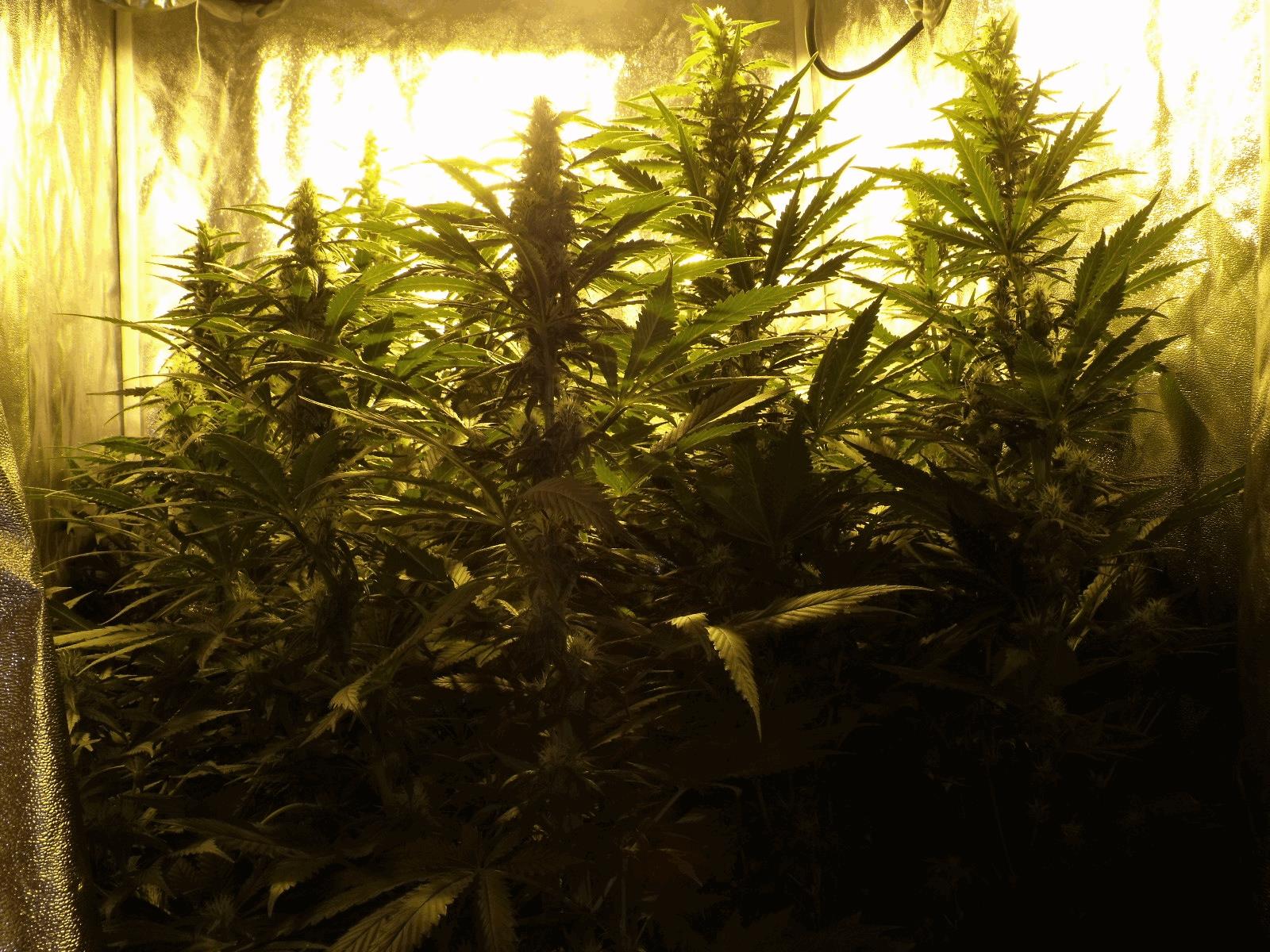 session strawberry amnesia, Blue Thaï, trainwreck