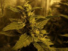 croisement stabilisé femelle ruderalis sensi seeds mâle chemdawg humboldt seeds