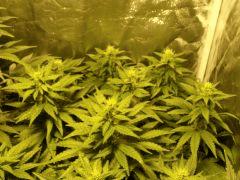 trainwreck humboldt seeds c+32 strech+18 flo+13