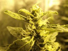 ruderalis chemdawg