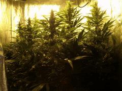 session strawberry amnesia, Blue Thaï, trainwreck