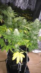 Flo +39 (Shiva Skunk)