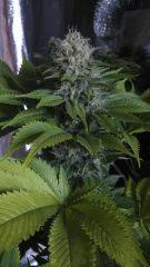 Flo +39 (Shiva Skunk)