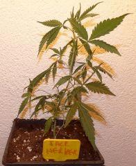 Jack Herrer